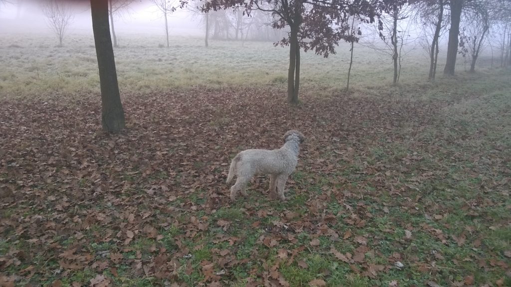 Emozioni dal bosco cane da tartufo