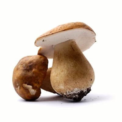 emozioni dal bosco funghi porcini